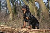 ROTTWEILER 488